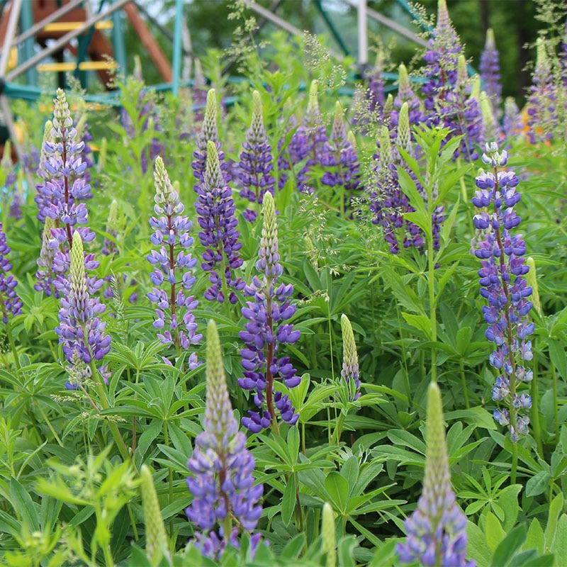 Long Lasting Wildflower Seed Collection
