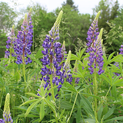 Lupine Seed Mix