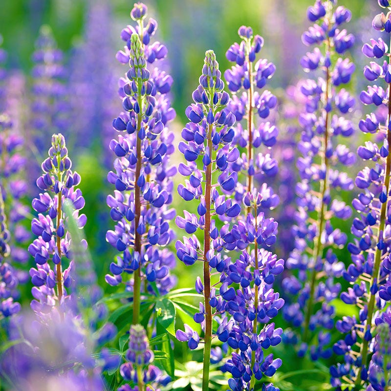 Perennial Lupine Seeds