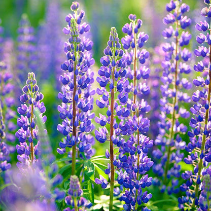 Perennial Lupine Seeds