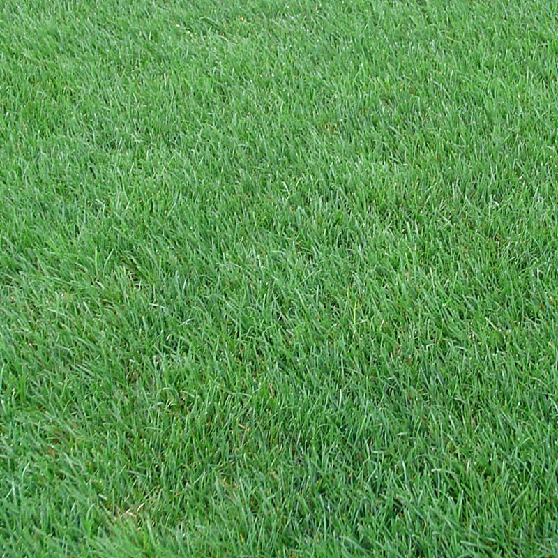 Perennial Rye Grass Seeds