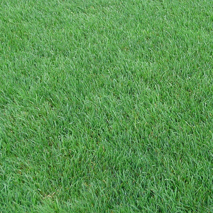Perennial Rye Grass Seeds