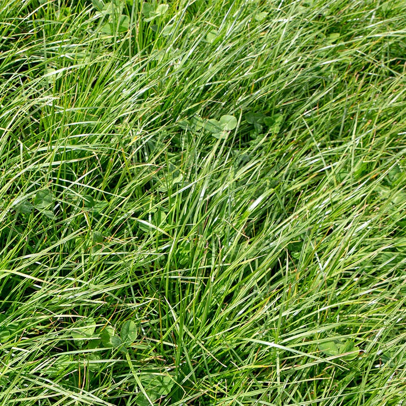 plant rye grass seed Perennial Rye Grass Seeds, Lolium perenne