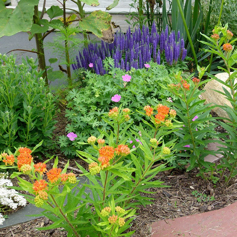 Butterfly Weed | Orange | Plant