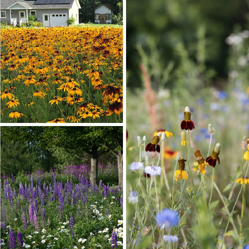 perennial shade flower seeds Perennial Beauty Wildflower Seed Mix