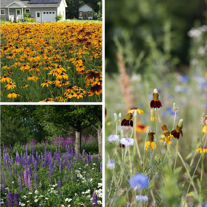 Perennial Beauty Wildflower Seed Mix