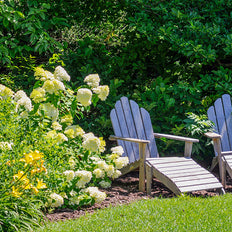 Bestselling Perennial Plants