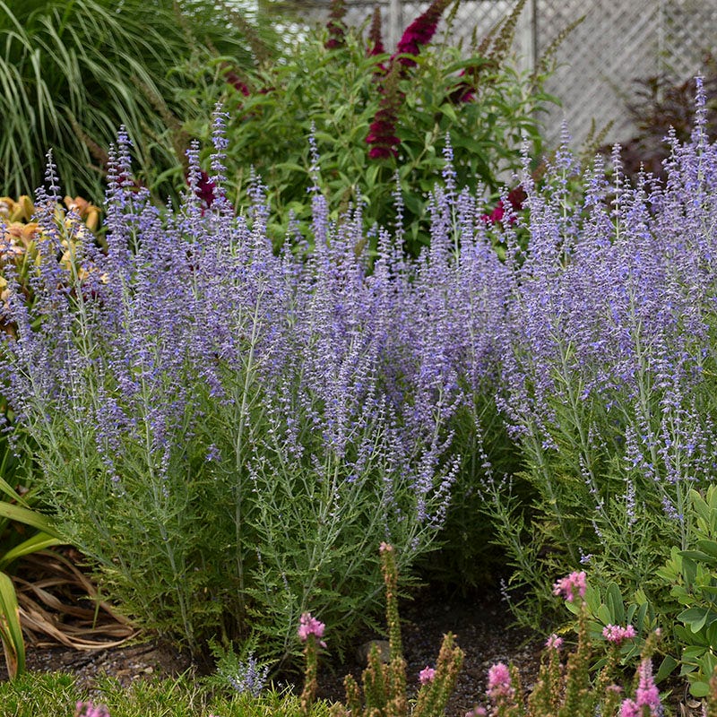 Blue Jean Baby Russian Sage