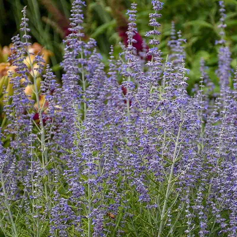 Drought Tolerant Pre-Planned Garden