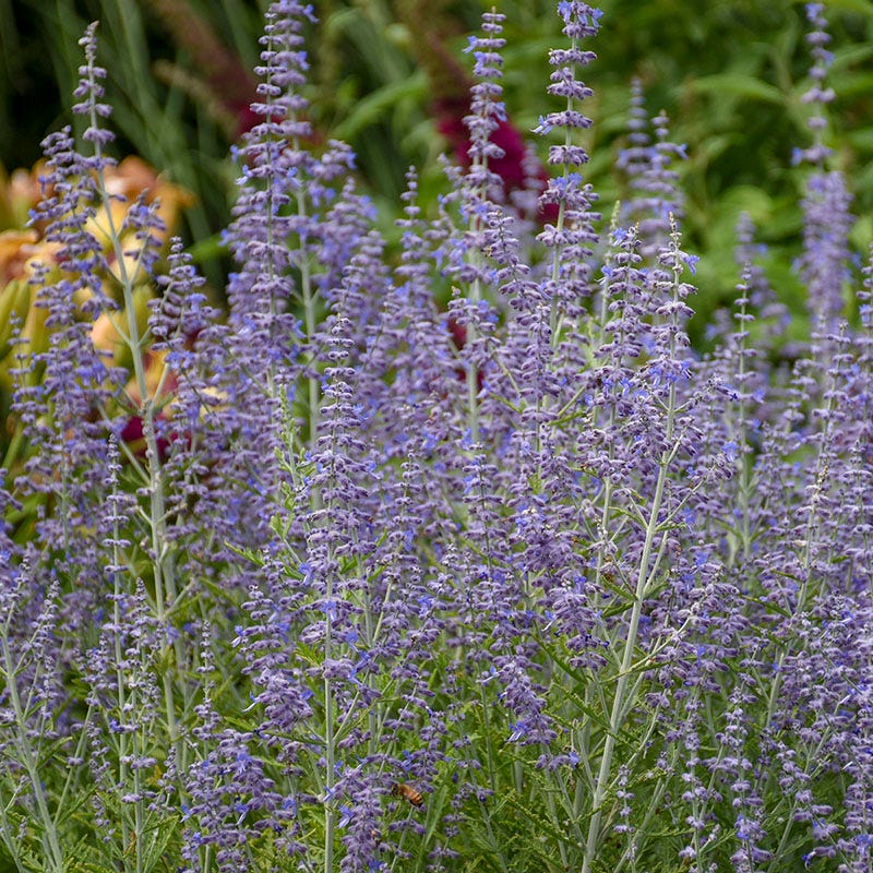 Deer Resistant Curb Appeal Plant Collection