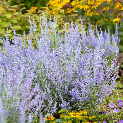 Lacey Blue Russian Sage