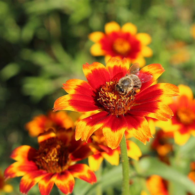 Persian Carpet Mexican Zinnia Seeds