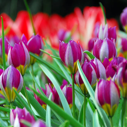 Little Gems Naturalizing Wild Tulip Collection