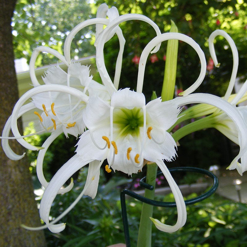 white lily retreat Rainforest Retreat Bulb Collection