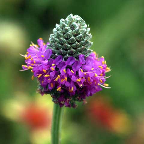 Purple Prairie Clover Seeds