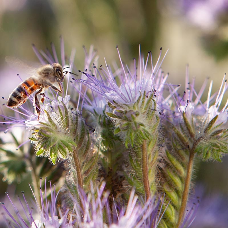 wildflower seed mix for bees and butterflies Pollinator Habitat Wildflower Seed Collection