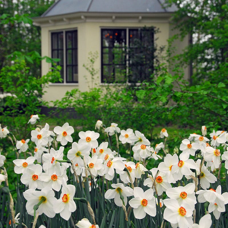 daffodil indoor plant Pheasant's Eye Daffodil | Orange/White