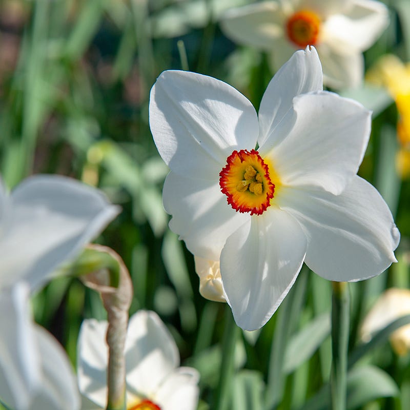 Pheasant's Eye Daffodil