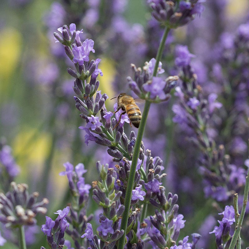 robertas lavender plants Lavender Retreat Plant Collection