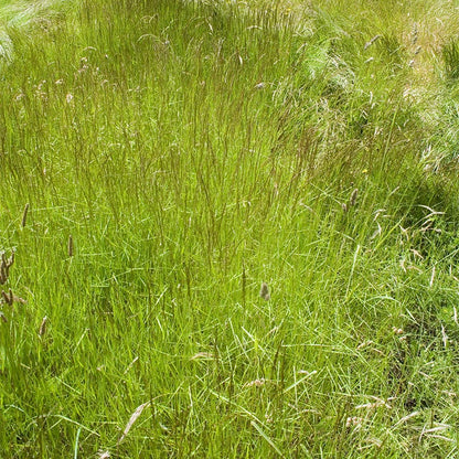 Timothy Grass Seeds