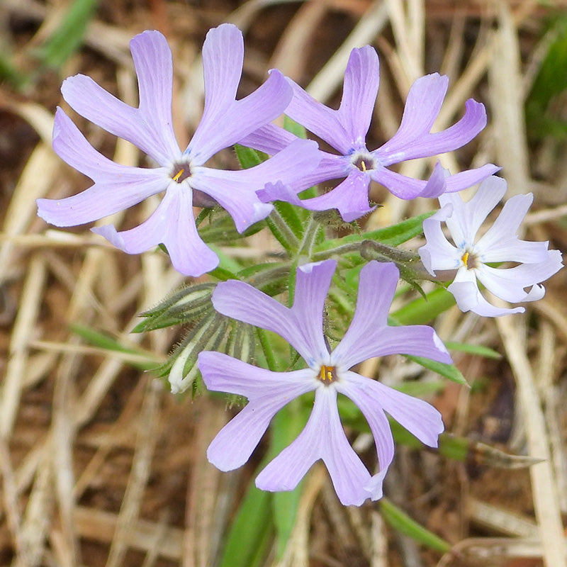 Sand Phlox | Low-Growing Groundcover for Dry Soil