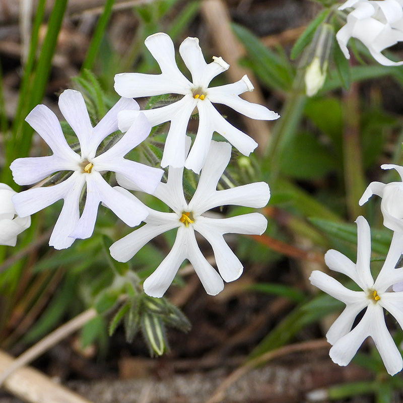 Sand Phlox