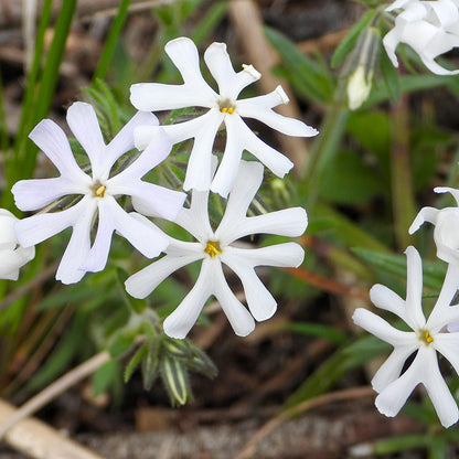 Sand Phlox