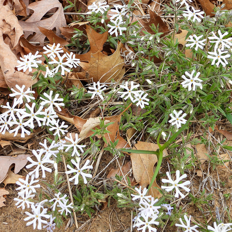 Sand Phlox