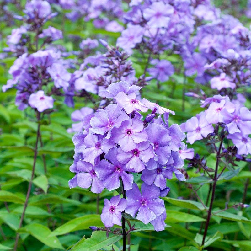 Blue Paradise Phlox