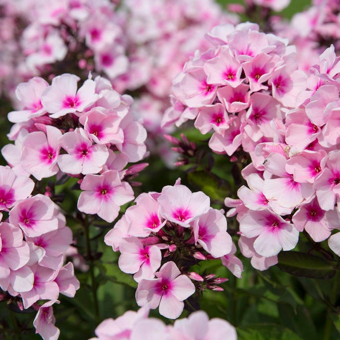 Natural Nectar Native Pre-Planned Garden