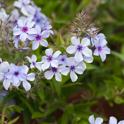 Chattahoochee Woodland Phlox