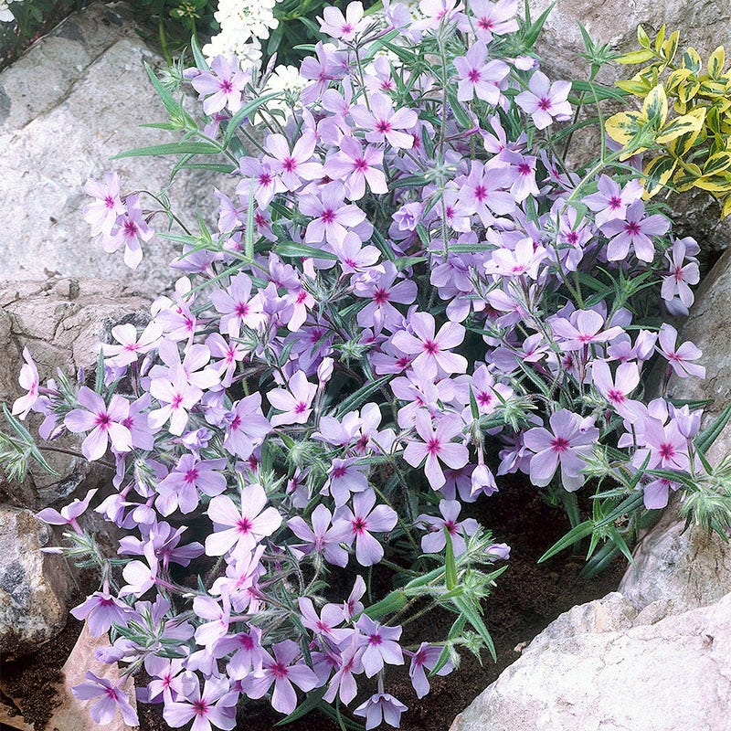 Chattahoochee Woodland Phlox