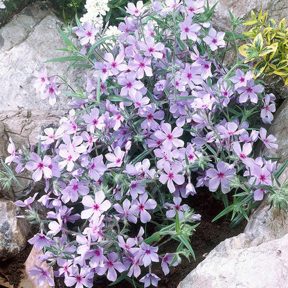 Chattahoochee Woodland Phlox