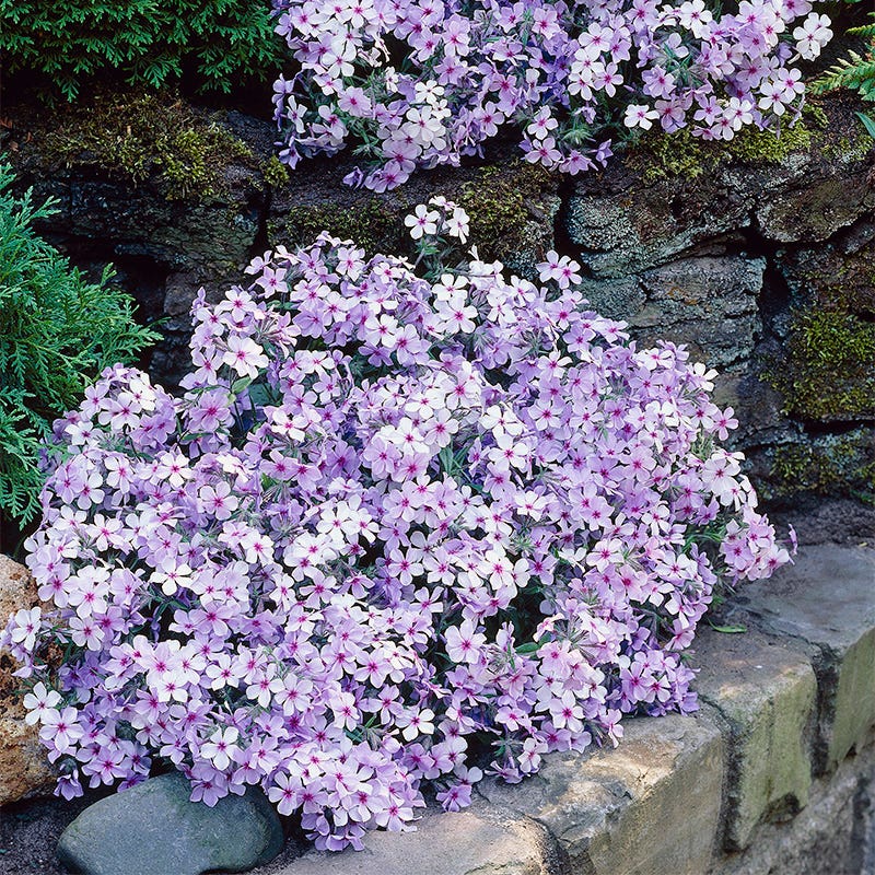 Chattahoochee Woodland Phlox