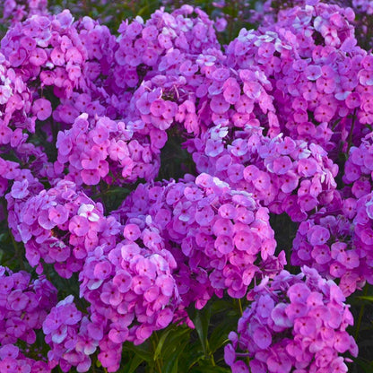 Buzz & Flutter Pollinator Pre-Planned Garden