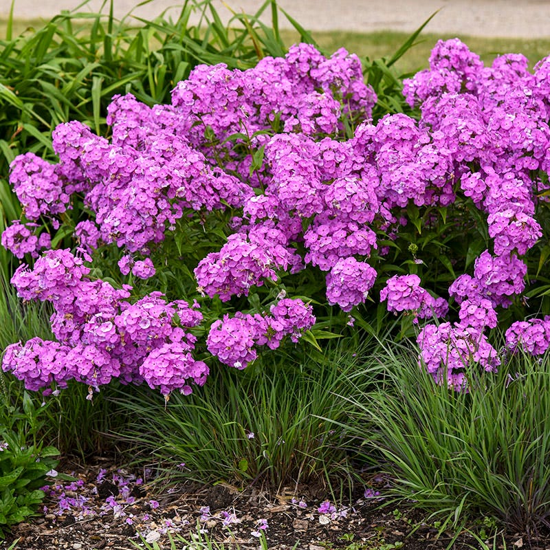 Fashionably Early Flamingo Phlox