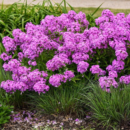Fashionably Early Flamingo Phlox