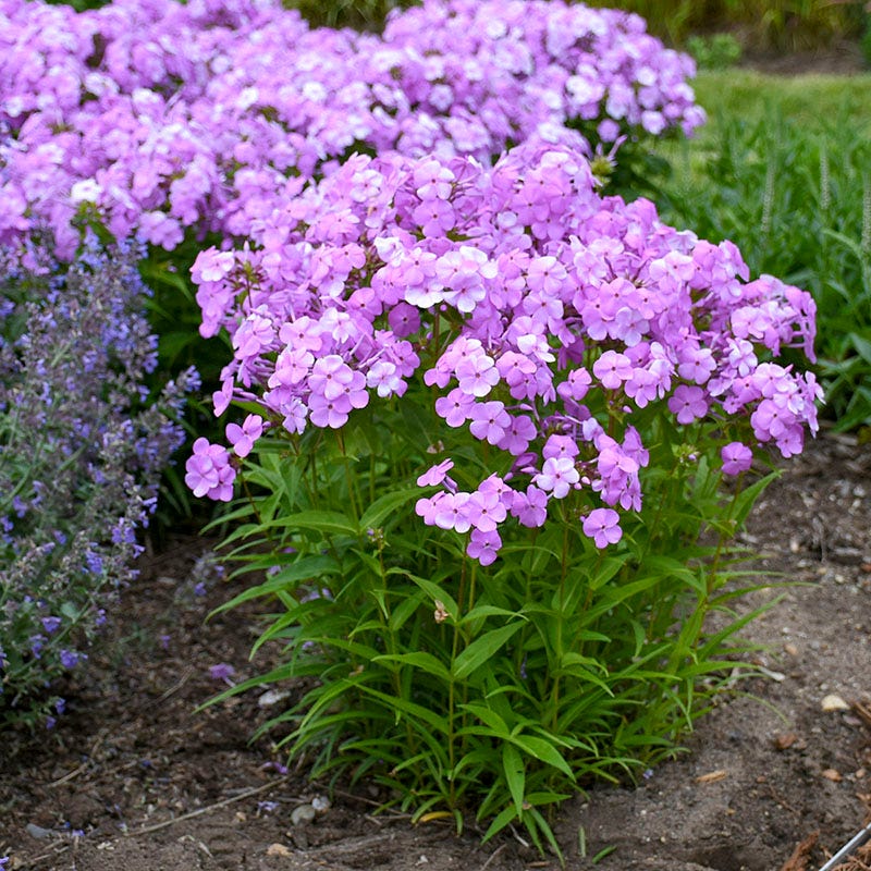 Fashionably Early Princess Phlox