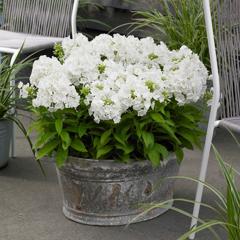 Flame® PRO White Phlox