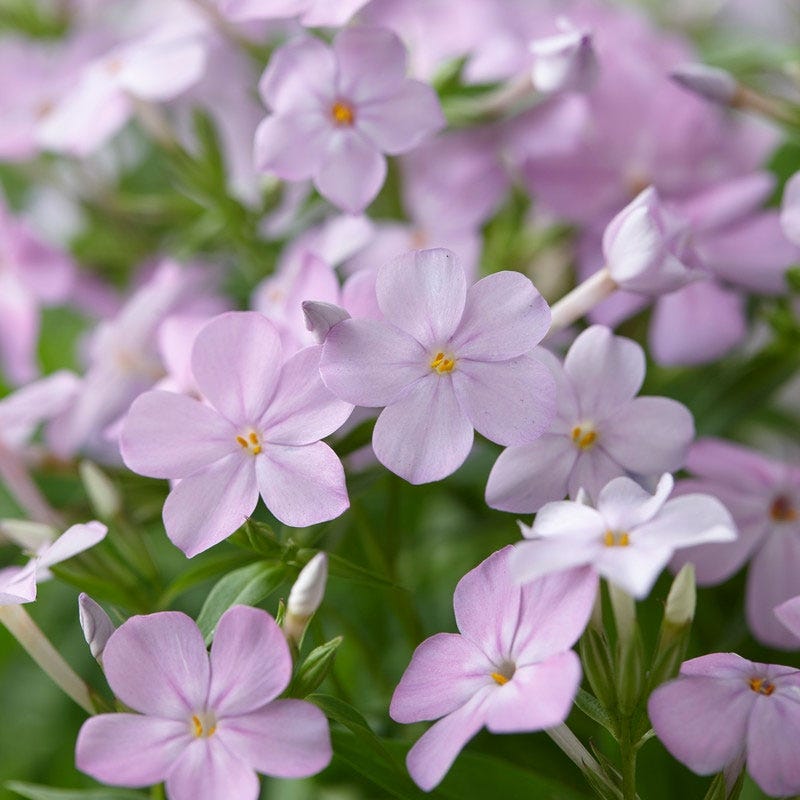 Forever Pink Phlox