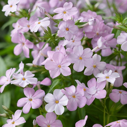 Forever Pink Phlox