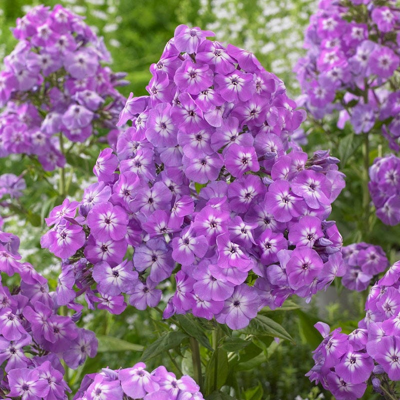 Goliath Phlox