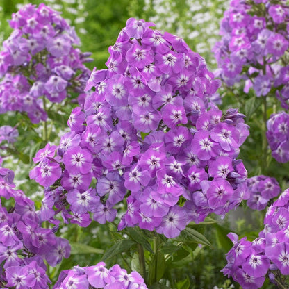 Goliath Phlox