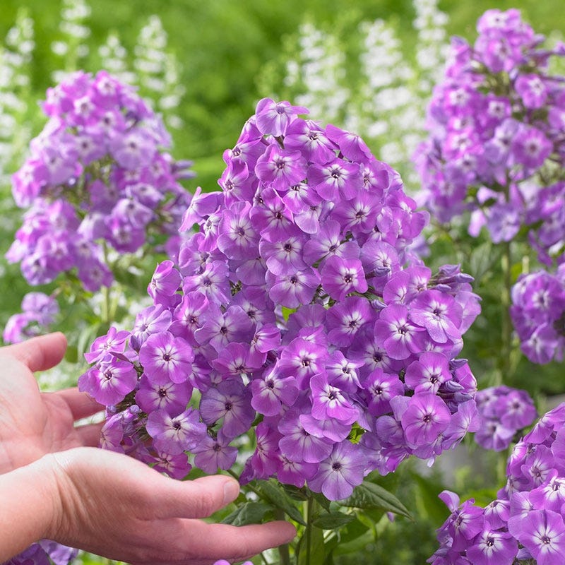 Goliath Phlox, Phlox amplifolia | American Meadows