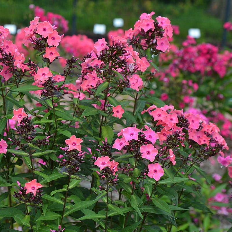 Coral Creme Drop™ Phlox