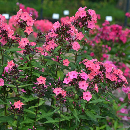 Coral Creme Drop™ Phlox