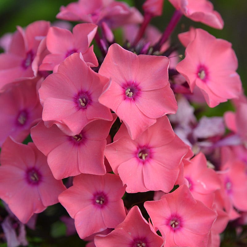 Coral Creme Drop™ Phlox