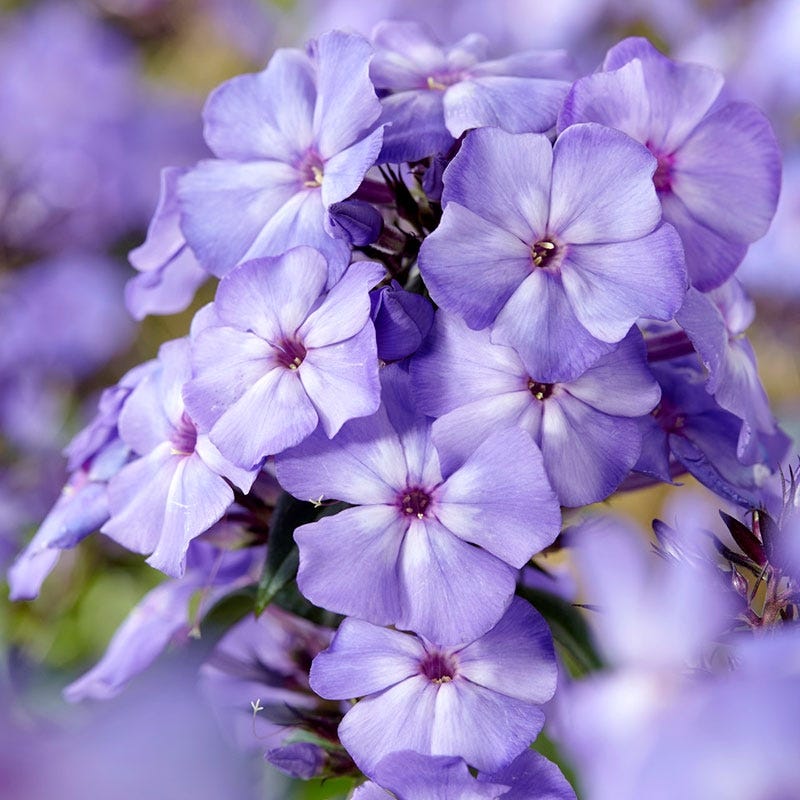 Blue Paradise Phlox