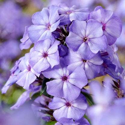 Blue Paradise Phlox