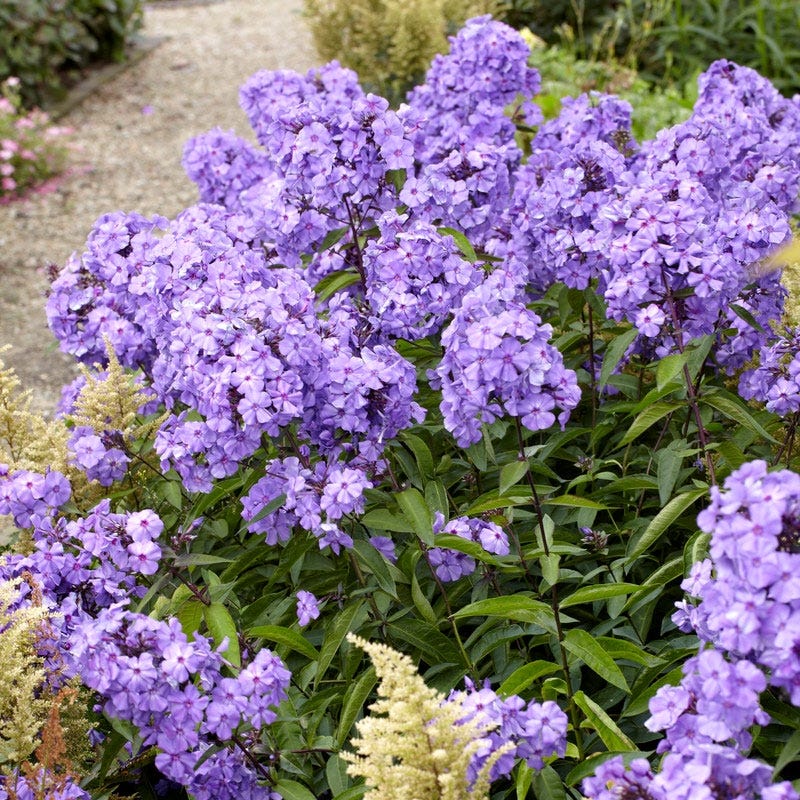 Blue Paradise Phlox - Thumbnail 4